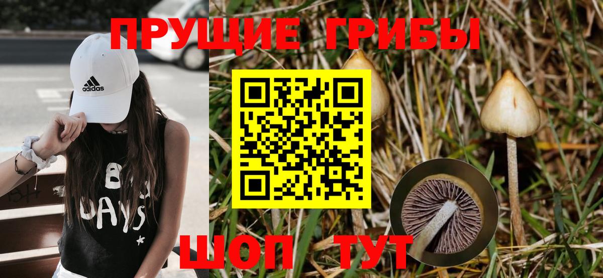 Псилоцибиновые грибы Psilocybe Ачхой-Мартан